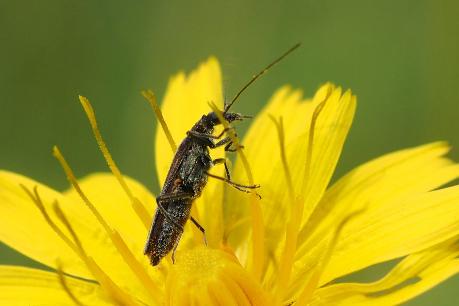 Wat ziet hier op Gewoon biggenkruid?